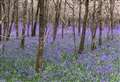 Where to see beautiful bluebells in Kent
